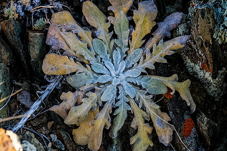 Altai的草原植物 Altai药草和鲜花森林针叶宽叶风景叶子公园远足场地野花荒野图片