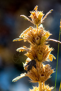 Altai的草原植物 Altai药草和鲜花野花高山动物群卡片阳光植物群花朵草本植物生长草地图片