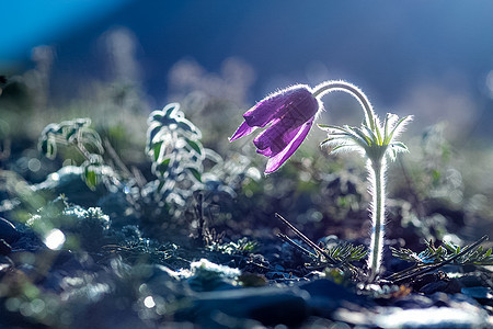 Altai的草原植物 Altai药草和鲜花花朵松树蓝色森林场地植物群草本植物旅行针叶叶子图片