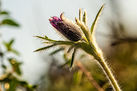 Altai的草原植物 Altai药草和鲜花植物群花朵季节野花场地爬坡冒险旅行森林草地图片