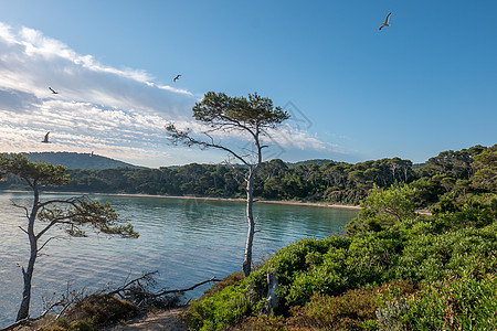 夏季发现波克罗尔岛 荒落的蜜蜂游泳海滩庭院旅行帆船旅游蓝色港口松树阴影图片