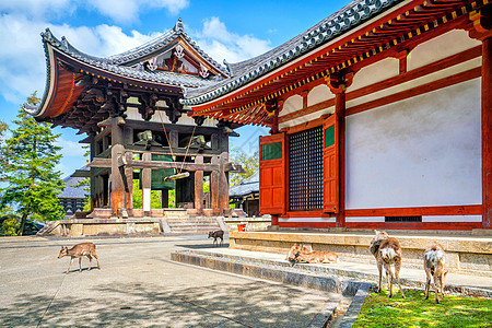 纳拉Todaiji寺鹿城市宗教观光动物建筑旅游野生动物寺庙文化吸引力图片
