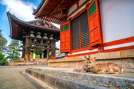 纳拉Todaiji寺鹿花园观光建筑荒野地标城市吸引力宗教世界动物图片