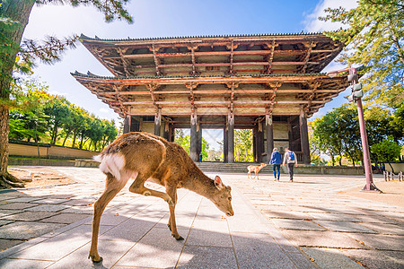 纳拉Todaiji寺鹿文化地标游客公园寺庙建筑宗教历史性建筑学佛教徒图片