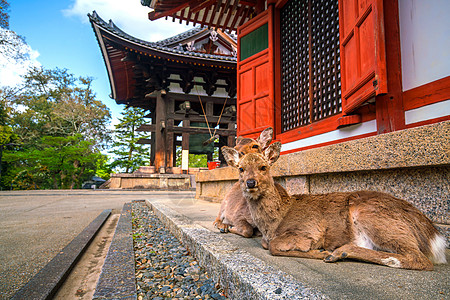 纳拉Todaiji寺鹿历史性荒野宗教旅行旅游建筑学世界遗产建筑动物图片