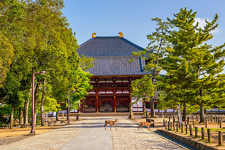 纳拉Todaiji寺鹿旅游遗产吸引力旅行野生动物公园动物宗教世界寺庙图片