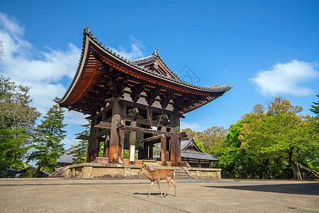纳拉Todaiji寺鹿荒野建筑学花园公园世界建筑宗教文化寺庙佛教徒图片