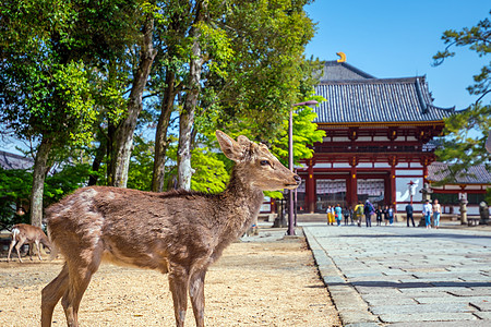 纳拉Todaiji寺鹿历史性寺庙地标荒野吸引力旅行建筑动物花园旅游图片