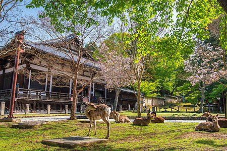 纳拉Todaiji寺鹿动物观光世界吸引力野生动物旅行游客宗教建筑荒野图片