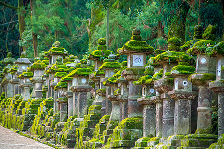 奈拉的朝中泰沙神社日光灯宗教公园旅行吸引力寺庙大社文化遗产苔藓旅游图片