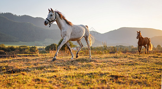 白阿拉伯马在草地上行走 又后面一个棕色的 下午阳光照在背景下图片