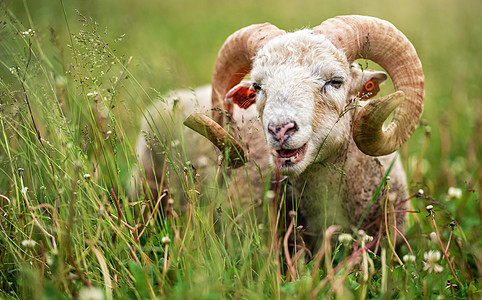 带扭曲角的绵羊 羊肉传统斯洛伐克品种 — 原始的瓦拉斯卡在春天的草地上休息图片