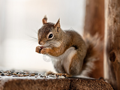 美国红松鼠吃种子 特写图片