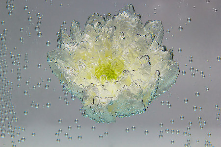 被气泡覆盖的白菊花苏打脆弱性花瓣宏观植物国际优雅植物群健康背景图片