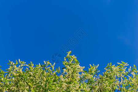 蓝背景上的花蓝天上鸟巢的脆弱程度植物学花期天空蓝色环境花瓣晴天枝条季节生长背景
