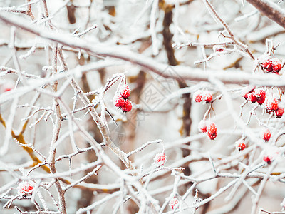 秋叶雪霜红莓树枝 夹着冰冻的红莓木头森林季节倒钩浆果红色背景