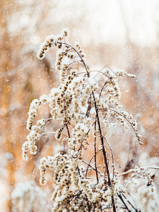 雪下的干草 森林下雪 冬季 N图片