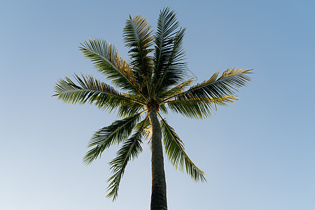 椰子树在天空背景上绿色植物植物旅行异国叶子热带亚热带生长植物群绿色图片