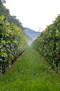 藤树地窖酒精酿酒师种植害虫气候保护饮料文化益虫图片