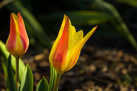 特写在花园里生长的两个黄红郁金香图片