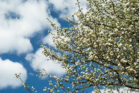 青蓝天空上白云和树枝的叶子图片