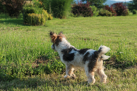 警觉的狗望向远方 — 狗注意 — 狗坐在草地上图片