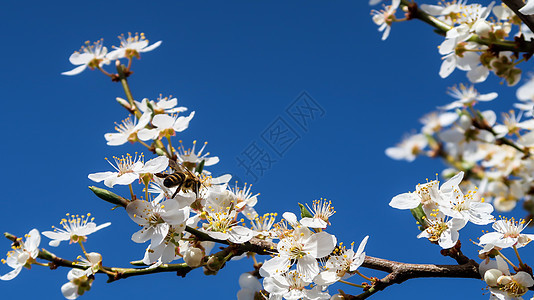 从花朵中收集花粉的蜜蜂美丽季节蓝色天空白色花园花瓣粉色植物图片