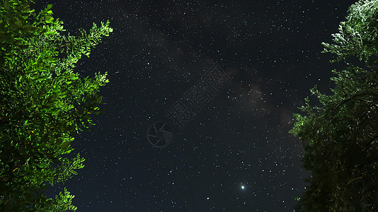星星和照亮树木-银河-满星的天空图片