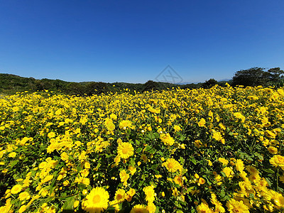 泰国清莱的黄色菊花田地图片