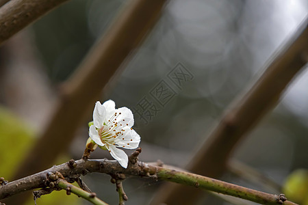 冬季在树上放春花叶子植物橙色异国果园橙子饮食花园营养情调图片