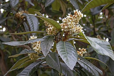 冬天大树上的叶子和花朵农村场地花园季节白色树叶公园花瓣果树园艺图片