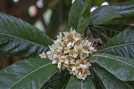 冬天大树上的叶子和花朵水果公园白色花瓣场地冬花植物群树叶季节李子图片