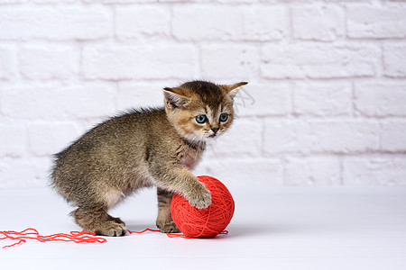 小可爱小猫 苏格兰金鸡肉 纯种 坐在边上婴儿灰色宠物哺乳动物红色工作室橙子动物短发头发图片