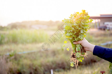 农场里新鲜的有机蔬菜椰菜或香肠 哈栽培农民美食香菜农业芳香草本植物营养植物花园图片