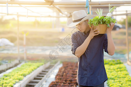 年轻的年轻亚洲人长生不老 走着收割和捡到新鲜或莴苣工作农场植物栽培水培培育企业家橡木采摘图片