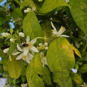 橙树花上的蜜蜂花朵花瓣营养树枝疗法植物香气晴天情调植物群图片