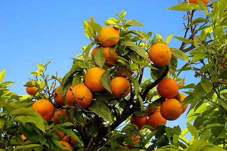 一个小组在分支的大成熟桔子 天空在背景中 绿叶 柑橘植物 柑橘类水果 天空在树的背景中图片