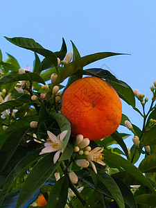 在绿叶的树枝上 带水果和鲜花的普通话叶子食物生物橙子树叶情调标签花朵异国橘子图片