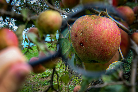 一个在树枝上变大的苹果 苹果的果实上有几个苦点 对某个枝条上的苹果进行某些疾病的研究或对果园中的某些缺陷进行的苹果研究图片