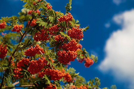 连着红色成熟的莓子在天上飘扬橙子水平叶子绿色森林浆果荒野枝条阳光植物图片