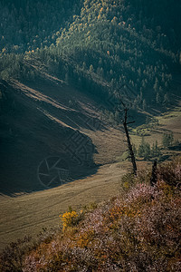 阿尔泰山和两山之间的峡谷的自然景观 以及那座山的景象太阳远足植物石头树木旅行风景假期紫色天气图片