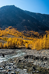 阿尔泰山和两山之间的峡谷的自然景观 以及那座山的景象地理溪流风景悬崖旅行薪水小河树木石头天空图片