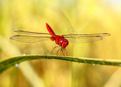 一只红极光公园花园昆虫翅膀俗语植物群男性眼睛橙子图片