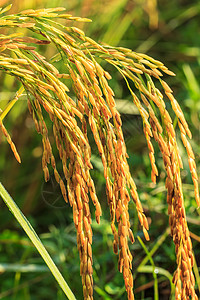 黄金大稻树叶蓝色农村植被植物学白色谷物绿色黄色植物群图片