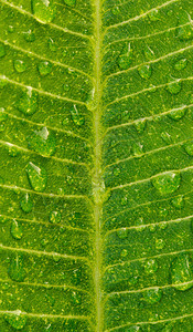 带水滴的绿叶绿色条纹叶子床单热带线条生活植物群公园花园图片