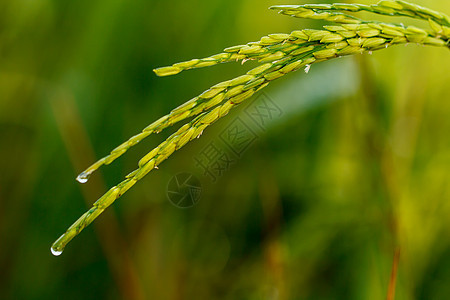 特写绿稻谷主食生长植物农田种子场地金子植物群稻田经济图片