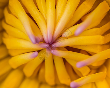 Lotus在紧闭的花粉 黄色 紫罗兰图片