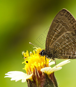 美丽的蝴蝶在花朵上 泰国水平美味宏观植物公园昆虫翅膀棕色黑色绿色图片
