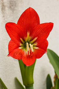 Gaysorn鲜花 美丽的红辣椒花园花瓣热带植物群保健草本植物卫生生长植物衬套图片