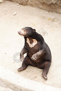 蜂蜜熊濒危森林杂食性马来人舌头旅游荒野食肉哺乳动物热带图片